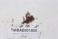 藏品(瓦葉苔)的圖片